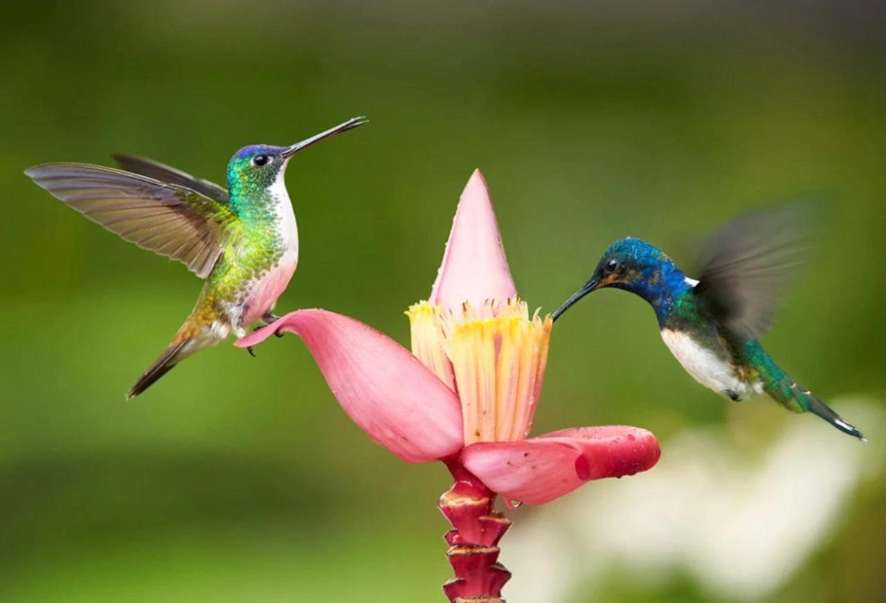 Hummingbird Retreat - Luxury Oceanview Apt, 7-Minute Walk To Beach Ocho Ríos Extérieur photo